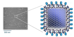 Schematic depicting the NanoVac drug delivery platform