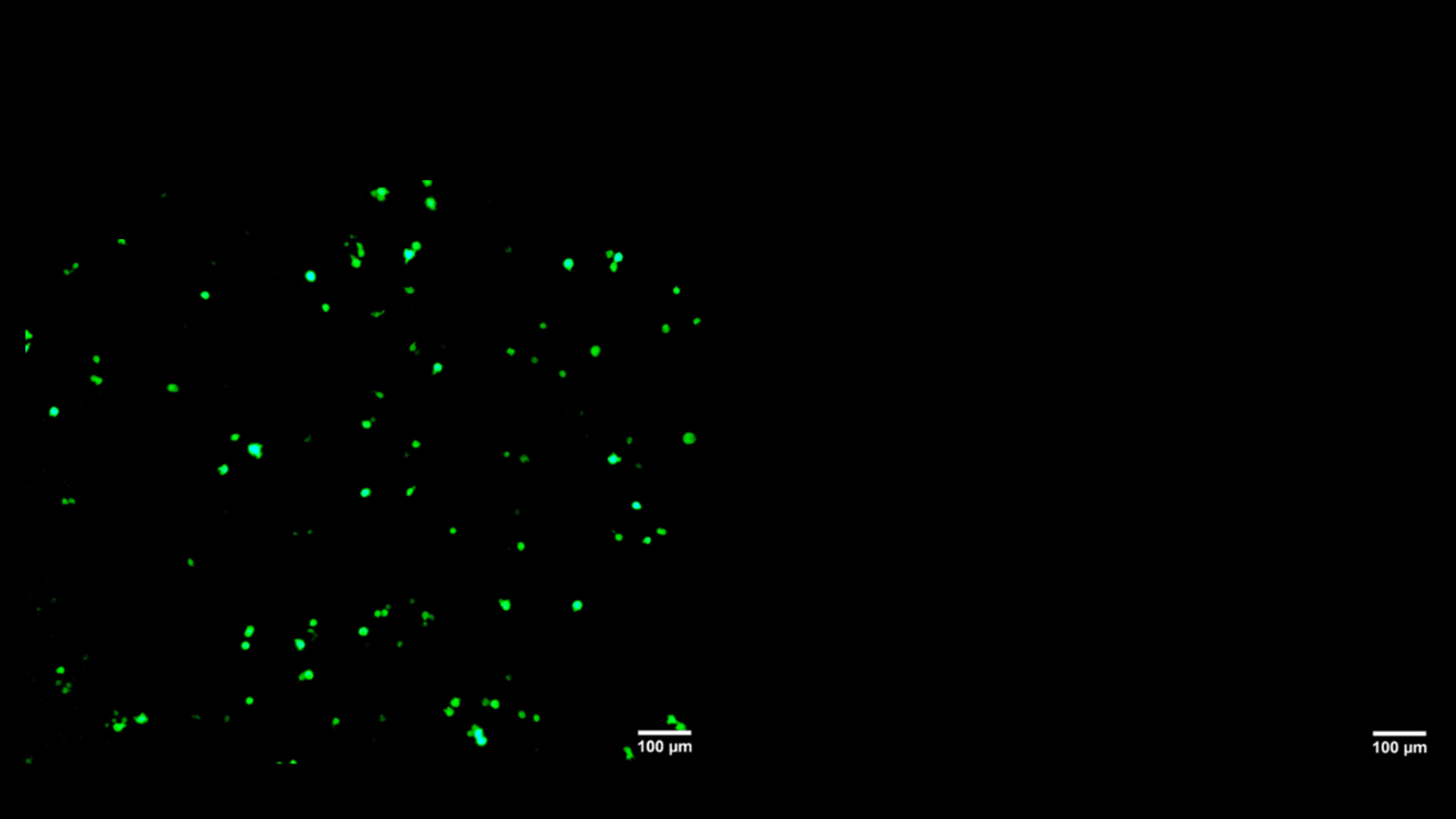 A More Effective Way to Deliver Therapeutics Across the Body’s Natural Barriers